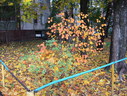 Файл=IMG_0861.JPG
Объём=2844KB
Размеры=2304x1736
Дата=Янв 08, 2012 IMG_0861.JPG