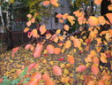 Файл=IMG_0863.JPG
Объём=2395KB
Размеры=2304x1736
Дата=Янв 08, 2012 IMG_0863.JPG