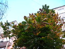 Файл=IMG_0865.JPG
Объём=2074KB
Размеры=2304x1736
Дата=Янв 08, 2012 IMG_0865.JPG