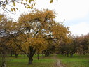 Файл=IMG_2455.JPG
Объём=2515KB
Размеры=2304x1736
Дата=Янв 08, 2012 IMG_2455.JPG