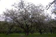 Файл=60099.JPG
Объём=102KB
Размеры=640x429
Дата=Апр 05, 2009 60099.JPG