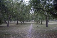 Файл=60114.JPG
Объём=106KB
Размеры=640x429
Дата=Апр 05, 2009 60114.JPG