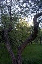 Файл=60157.JPG
Объём=120KB
Размеры=429x640
Дата=Апр 05, 2009 60157.JPG