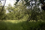 Файл=60169.JPG
Объём=122KB
Размеры=640x429
Дата=Апр 05, 2009 60169.JPG