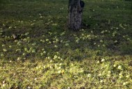 Файл=60180.JPG
Объём=128KB
Размеры=640x429
Дата=Апр 05, 2009 60180.JPG